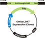 ORF cDNA expression clone collection