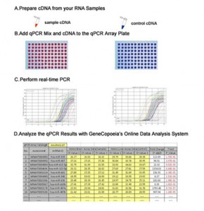 Gene QPCR Array Experimental Work Flow GeneCopoeia